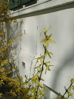 Forsythia1