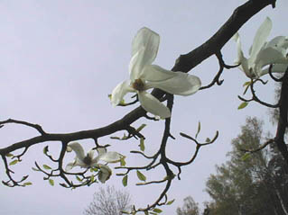 Magnolia1