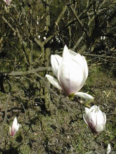 Magnolia2