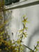 Forsythia1